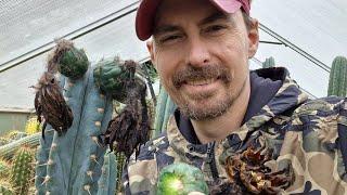 Harvesting Cactus Seeds!