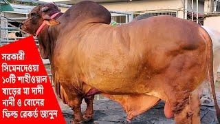 সিমেন দেওয়া সরকারী ১০টি শাহীওয়াল ষাড়ের রেকর্ড জানুন | Shahiwal semen Bull | Bayezid Moral