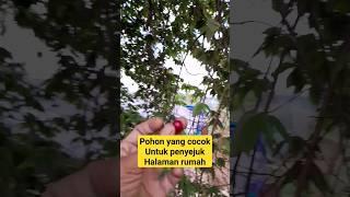 pohon penyejuk halaman rumah#sejuk#pohonrindang