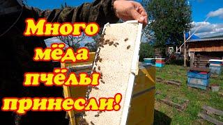 КАК ЗАЛИЛИСЬ ПЧЕЛОСЕМЬИ МЁДОМ НА СТАЦИОНАРНОЙ ПАСЕКЕ, СОТОВЫЕ РАМКИ BIENENHAUS.