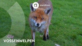 Wild in Nederland: vossenwelpen