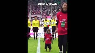 Other Animals vs Football + Him ️