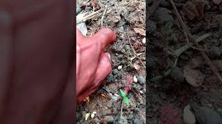 How To Grow Garden FreshOrange .#satisfying #fruit #orange #orangefruit #shortvideo #garden #seeds