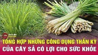 Tổng hợp những công dụng thần kỳ của cây sả có lợi cho sức khỏe | THVN