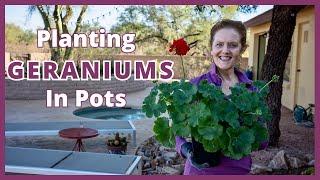 GERANIUMS IN POTS: A Planting Guide