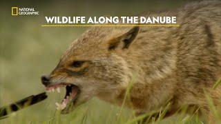 The Danube's Delta | Europe's New Wild | हिंदी | Full Episode | S1 - E4 | Nat Geo Wild