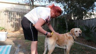 Ferminator for Labrador Retriever