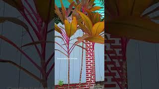 Pink & Orange Tropical Beauty | Creative Gardens & Plants #ColorfulPlants #PinkStems #GardenVibes