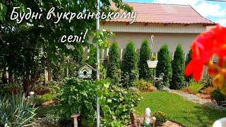 Моя батарейка трохи сіла. Газон майже відновився після спеки. Шарлотка з яблуками і сливами.