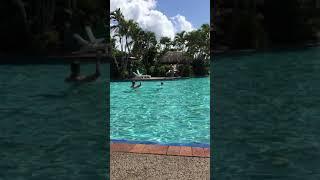 Sash Stangs @ Hamilton Island @ The Main Pool Happy Hour  Day Trip from Airlie Beach Sept18