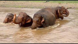 Hom Naun, Aung Kham, Rattanakham, Tang Moo, and Ram Rauy tremendous joy - ElephantNews