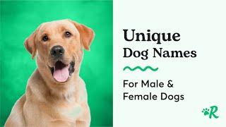 The Most Unique Dog Names for Female and Male Dogs