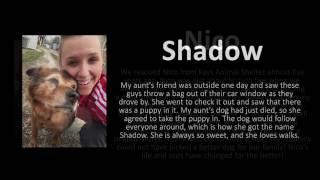Pawsitive Tales Slideshow