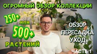 ОГРОМНЫЙ ОБЗОР КОЛЛЕКЦИИ | 500 растений | обзор, пересадка, уход