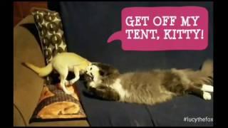 Lucy the Fennec Fox's "tent" is Squished by a Cat