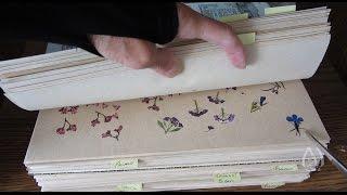 Peeking at Pressed Flowers for Crafts and Arrangements - Part 1