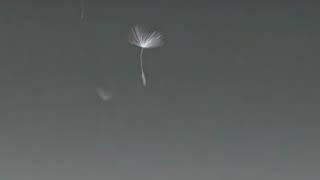 Video background flying dandelions - Футаж полет одуванчиков