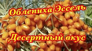 Облепиха Эссель. Десертный вкус, крупный размер, без колючек. Обзор сигнального плодоношения.