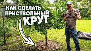 КАК СДЕЛАТЬ ПРИСТВОЛЬНЫЙ КРУГ? Зачем нужен приствольный круг вокруг дерева?