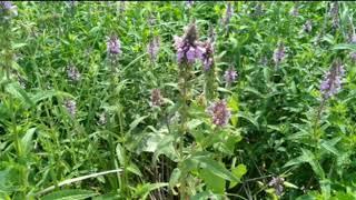 Чистец болотный (Stachys paiustris)