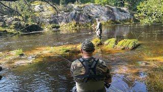 Jungelfiske etter stor laks