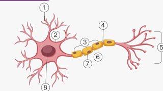 Nerve and Coordination Intro V.S.GUNASEELAN Sir #advancelevel #biology #neet  #tamil #neetbiology