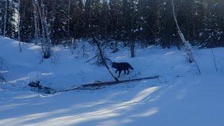 2022/2023 Trapping Season. Marten, Wolves and Barrenland Hunts.