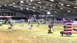 Arrogant un Prince - Arena UK 3/12/15 (5YR by Arko)