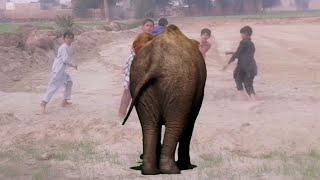 Elephant attack in village elephant attack village attack