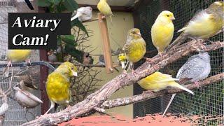 Aviary Cam Full of Yellow Canaries