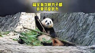 福宝掰竹子可能也是熊界独一份了吧。#大熊猫福宝