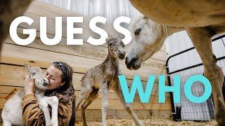 We Have A Baby Mini Horse!!