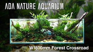 [ADAview] Forest Crossroad 森の交差点 -W1800mm NatureAquarium Layout-【EN/JP Sub.】