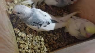 papugi faliste,styczniowe lęgi u papużek,budgies, breeding in parrots #birds #parrot #aviary #budgie