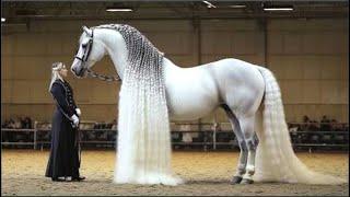 25 Caballos Más Hermosos Que Existen En El Mundo