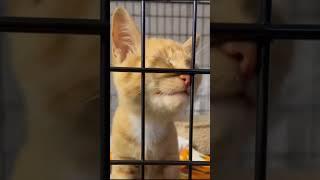 #cat #funny #happycats #catmemes #music #memes #trending #trendingshorts #new #reels