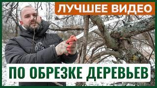 Обрезка деревьев ️ Учимся с нуля за 4 шага