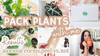 I sold some plants🪴pack plants with me + results of alocasia corms peeled vs. not peeled are in