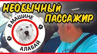 АЛАБАЙ В ТАКСИ / НЕОБЫЧНЫЙ ПАССАЖИР В ТАКСИ СОЧИ / ПАПИН СИБИРЯК / СМЕНА В ТАКСИ СОЧИ /