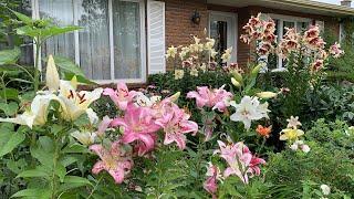 Oriental Lilies + Frontyard Garden [Garden Journal August 7, 2021]