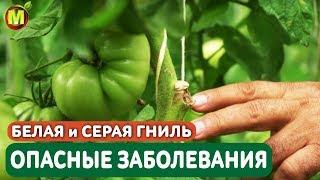 ОПАСНЫЕ ЗАБОЛЕВАНИЯ: БЕЛАЯ и СЕРАЯ ГНИЛЬ