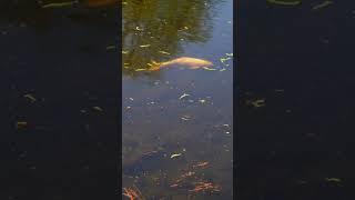 Koi carp enjoy sunshine