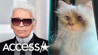 Karl Lagerfeld's Cat Choupette's Ultra GLAM Life