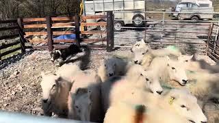 Hilltop Steel. In the pens and field.