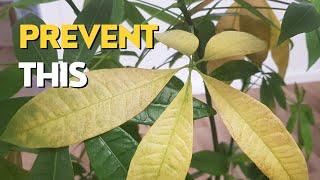 Yellow Leaves on Money Tree | 3 Main Reasons