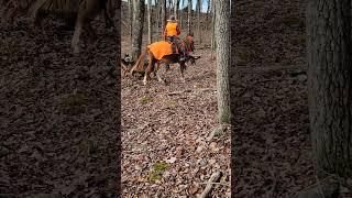 #rockjump #mules #mulegirl #dogs #germanshepherd #cattledogs #chihuahua