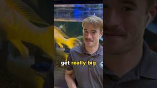 Some Koi Get Really Big! #koi #koipond #pondfish #fish #watergarden #aquarium #petinfo