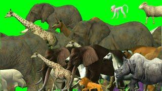 Animal List: Animals Running On Green Screen | Animals Stampede Green Screen | Animals Green Screen