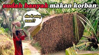 Eksekusi sarang lebah jumbo yang kian meresahkan petani sawit#honeyhunting#madualam#apisdorsata