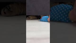 Cat and mouse  #animals #cat #chonky #chonkycat #киса #кошки #cats #chonkycats #котики #туся